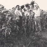 Mario Parasecolo e i girasoli